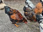 Gratis Wyandotte kriel haan(tjes), Dieren en Toebehoren, Mannelijk, Kip