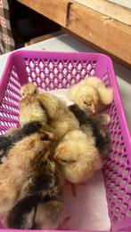 Kriel kuikentjes, Dieren en Toebehoren, Pluimvee, Geslacht onbekend, Kip