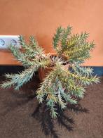 Deuterocohnia brevifolia Cactus, Ophalen of Verzenden