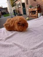 Cavia borstel beer 2025, Dieren en Toebehoren, April, Mannelijk, Cavia