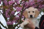 Golden retriever pups 🌸🐾 bloesem streelt puppy 😍 💝, Dieren en Toebehoren, Particulier, Rabiës (hondsdolheid), Meerdere, Golden retriever