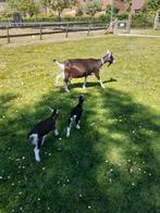 zwarte en bruine Toggenburger melkgeiten. Cae/ Cl vrij., Dieren en Toebehoren, Schapen, Geiten en Varkens, Vrouwelijk, Geit