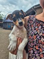 BOERENFOX - JACKRUSSEL PUPS, 8 tot 15 weken, Meerdere, Meerdere dieren, Klein
