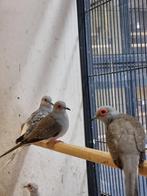 Diamantduiven | broedkoppels | Verschillende kleurslagen, Dieren en Toebehoren, Pluimvee, Meerdere dieren, Kip