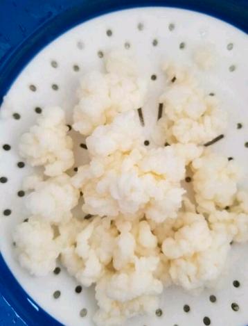 Tibetaanse melkkefir korrels 50gr €2.95 beschikbaar voor biedingen