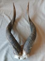Nyala, antilope hoorn op schedel, Verzamelen, Ophalen of Verzenden