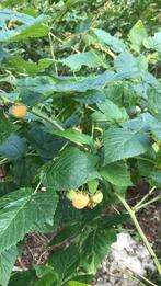 Gele herfstframboos planten, Ophalen of Verzenden, Overige soorten, Volle zon