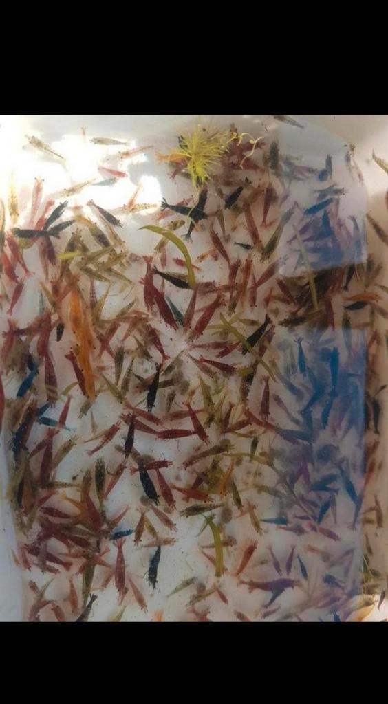 Mix garnalen, Dieren en Toebehoren, Insecten en Spinnen, Overige soorten