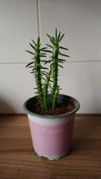 Cylindropuntia Subalata, 21 cm hoog, Ophalen, Vetplant, Minder dan 100 cm