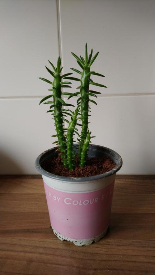 Cylindropuntia Subalata, 21 cm hoog, Huis en Inrichting, Kamerplanten, Vetplant, Minder dan 100 cm, Ophalen