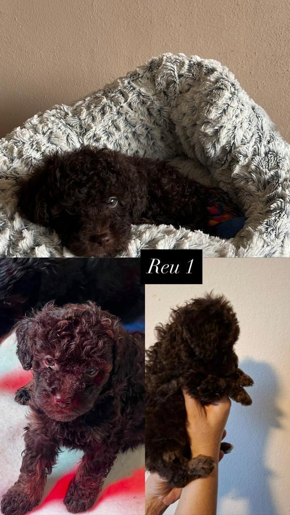 2 Maltipoo (F1B) pups van onze Ivy en Skye te koop, Dieren en Toebehoren, Honden | Chihuahua's en Gezelschapshonden, Meerdere dieren