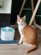 SPOED ,Lieve kater van 3 zoekt een nieuw huisje !!, Kater, Kortharig, 3 tot 5 jaar