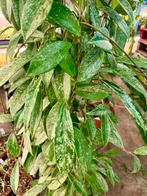 Hoya Silver Spot 125cm - Laatste Kans!, Ophalen