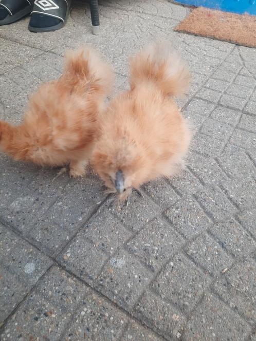 Zijdehoenders kuikens 2 stuks, Dieren en Toebehoren, Pluimvee, Kip, Geslacht onbekend