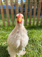 Cochin kriel haan 19 week, Dieren en Toebehoren, Pluimvee, Mannelijk, Kip