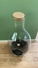 Glazen plantenpot, Ophalen, Minder dan 5 flessen, Minder dan 50 cm, Glas