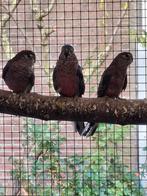 Kweekstel bourke parkieten, Dieren en Toebehoren, Vrouwelijk, Parkiet