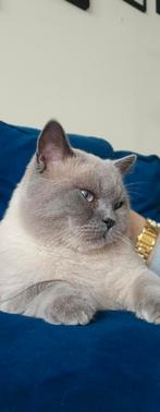 Prachtige Ervaren dekkater Blue Point Britse Korthaar, Dieren en Toebehoren, Katten en Kittens | Dekkaters