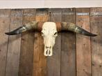 Longhorn schedel naturel., Verzamelen, Dierenverzamelingen, Nieuw, Ophalen, Schedel