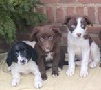 Supermooie LABRADOR x FRIESE STABIJ pups, Dieren en Toebehoren, Honden | Niet-rashonden, Parvo, Nederland, 8 tot 15 weken, Meerdere