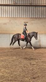 Unieke kans: Prachtige Freiberger merrie (Evian x Hiro), Merrie, Minder dan 160 cm, Gechipt, Dressuurpaard