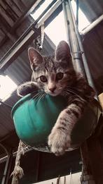 Boerderijkitten, Dieren en Toebehoren, Katten en Kittens | Overige Katten, Poes, Kortharig, 0 tot 2 jaar