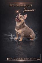 😍 Super gave isabella cherrytan dekreu Junior 😍, Dieren en Toebehoren, Particulier, Reu, Buitenland, Parvo