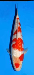 Ginrin kohaku dainichi tosai certificaat! Bieden vanaf 150€, Karper of Koi