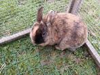 Lief loffelohr vrouwtjes konijn., Dieren en Toebehoren, Konijnen, Vrouwelijk, Middelgroot