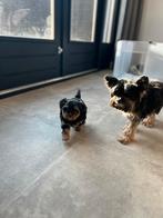 Te Koop Yorkshire Terrier Pups, Yorkshire Terriër, 8 tot 15 weken, Teef, Meerdere