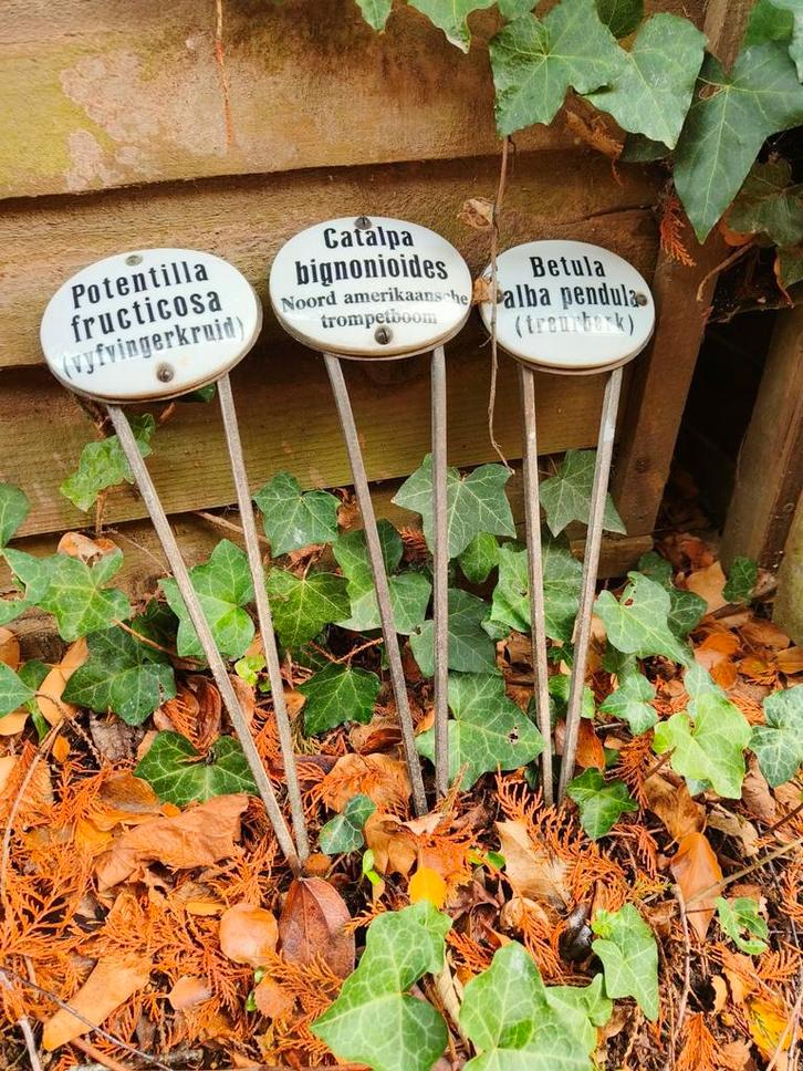 Drie antieke boom stekers met porseleinen naambord Gimborn, Antiek en Kunst, Curiosa en Brocante, Ophalen of Verzenden