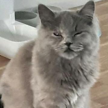 Kattenoppas almere  beschikbaar voor biedingen