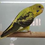 Grasparkieten te koop, Dieren en Toebehoren, Vogels | Parkieten en Papegaaien, Meerdere dieren, Parkiet