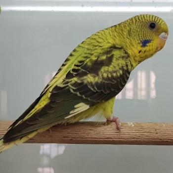 Grasparkieten te koop, Dieren en Toebehoren, Vogels | Parkieten en Papegaaien, Parkiet, Meerdere dieren