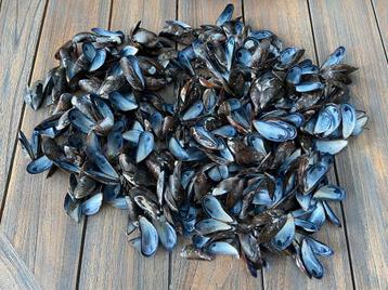 Mossel schelpen beschikbaar voor biedingen