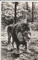 arnhem- burgers zoo, Verzamelen, Ansichtkaarten | Nederland, Ophalen of Verzenden, 1940 tot 1960, Gelderland