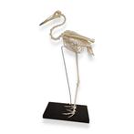 Skelet Sarus Kraanvogel PREPARATENSHOP, Ophalen of Verzenden, Gebruikt, Vogel, Overige typen