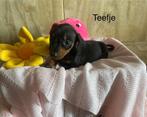 Teckel puppy's, Dieren en Toebehoren, CDV (hondenziekte), 8 tot 15 weken, Korthaar, Dwerg
