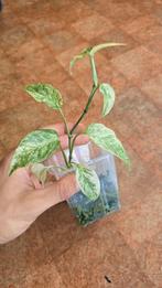 Monstera Laniata Mint Variegata, Huis en Inrichting, Kamerplanten, Overige soorten, Ophalen of Verzenden, In pot, Minder dan 100 cm