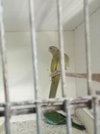 2 splendid poppen, Dieren en Toebehoren, Vogels | Parkieten en Papegaaien, Vrouwelijk, Parkiet