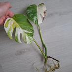 Monstera albo variegata, Huis en Inrichting, Kamerplanten, Ophalen of Verzenden