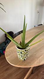 Aloe Vera plant met tripsenschade, Ophalen, Halfschaduw, Minder dan 100 cm