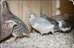 Japanse kwartels vele kleuren!!, Dieren en Toebehoren, Vogels | Overige Vogels, Geslacht onbekend, Tropenvogel