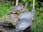 Opvang voor waterschildpadden, 0 tot 2 jaar