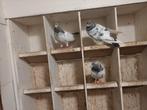 2 mooie  Pakistaanse  hoogvliegers doffers, Dieren en Toebehoren, Vogels | Duiven, Vrouwelijk