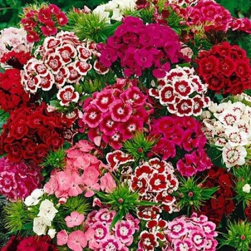 Duizendschoon plantjes, Tuin en Terras, Planten | Tuinplanten, Tweejarig, Overige soorten, Volle zon, Zomer, Ophalen
