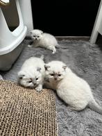 Britse korthaar blue point kittens, Dieren en Toebehoren, Meerdere dieren