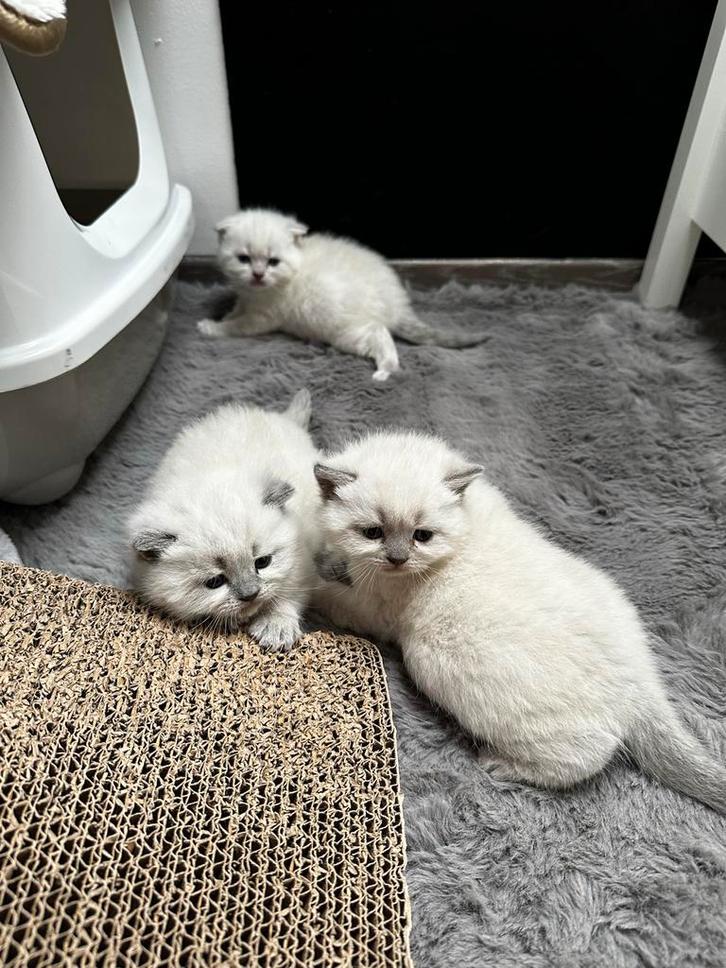 Britse korthaar blue point kittens, Dieren en Toebehoren, Katten en Kittens | Overige Katten, Meerdere dieren