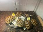 Griekse lnschildpadden, Schildpad