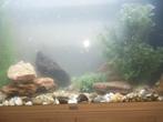 Mooi aquarium te koop, Dieren en Toebehoren, Vissen | Aquariumvissen, Vis